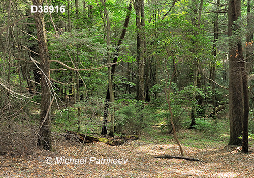 Appalachian-Blue Ridge forests